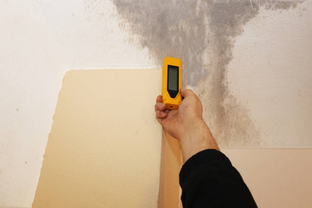 Reliable Perry, MI Mold Removal Solutions